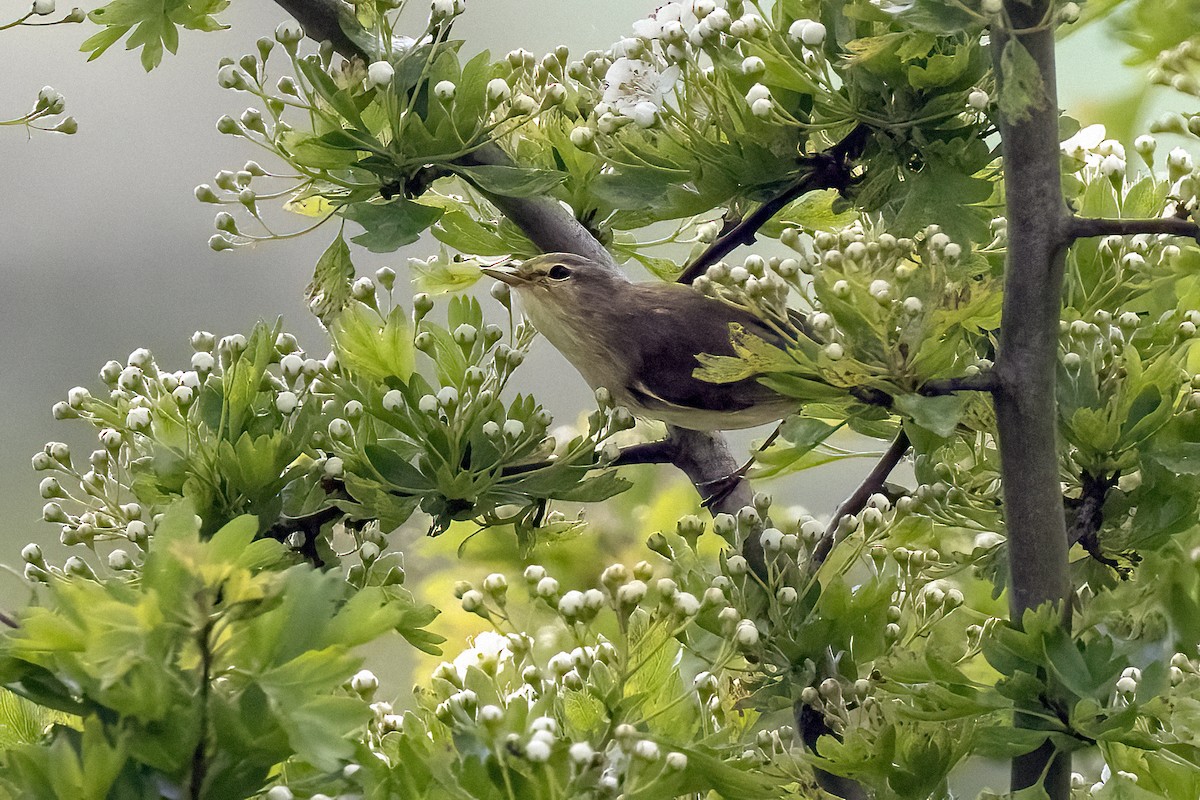 Common Chiffchaff - Richard Styles