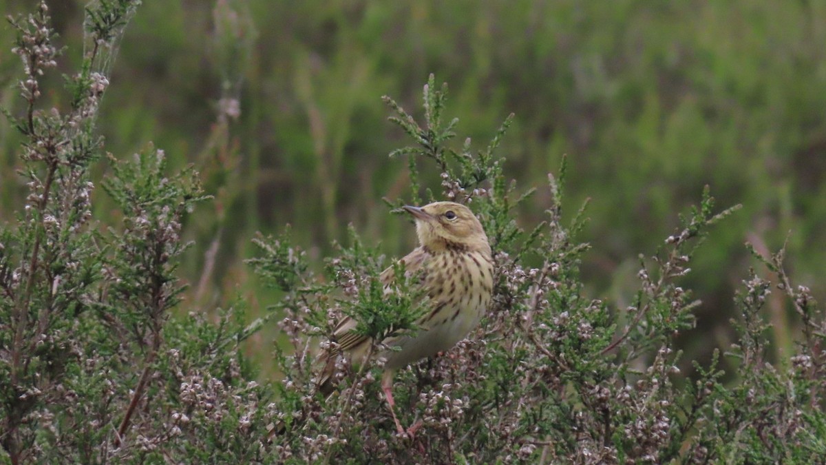 Tree Pipit - Nicole  Rijsemus