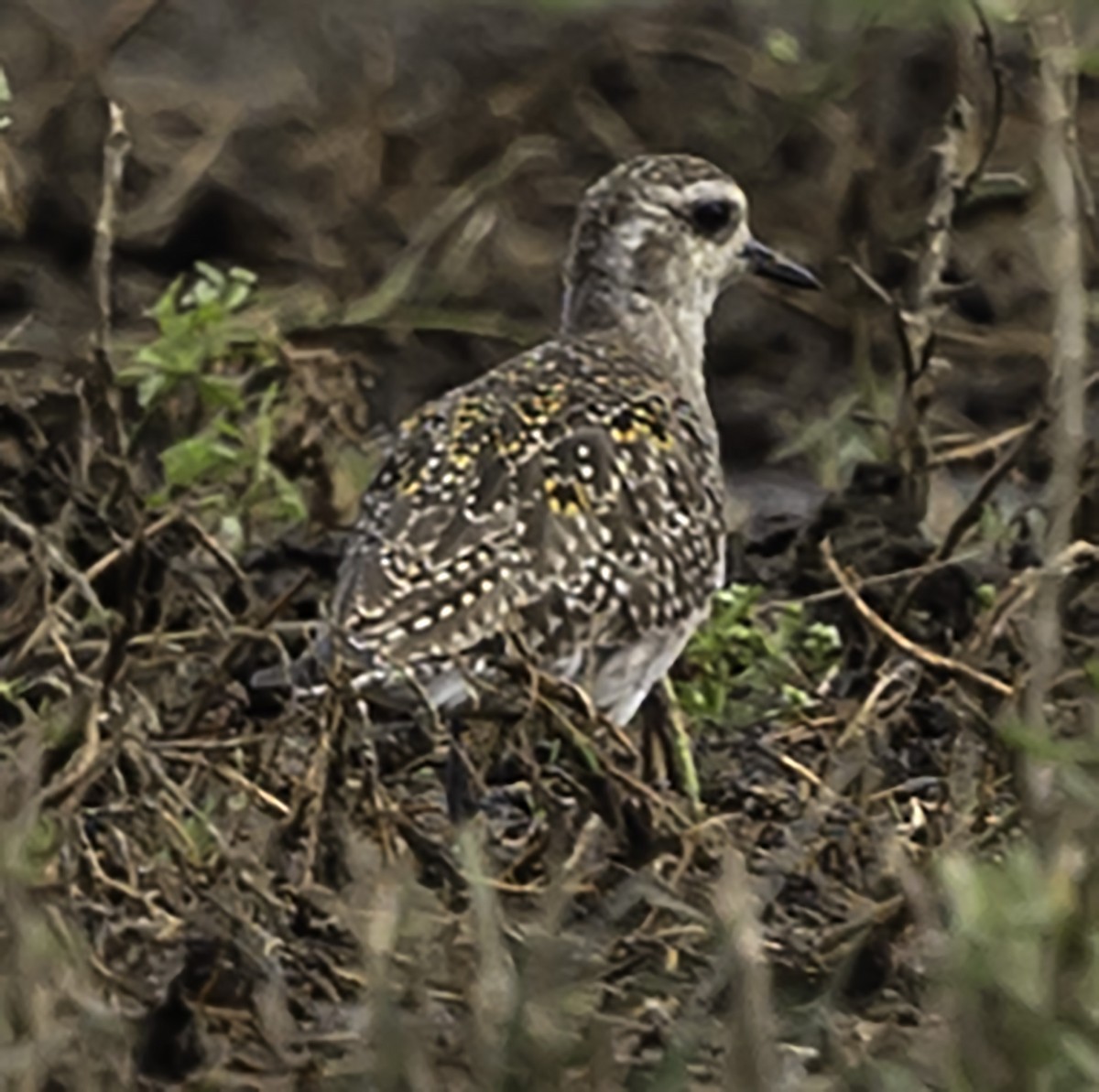 American Golden-Plover - ML618678825