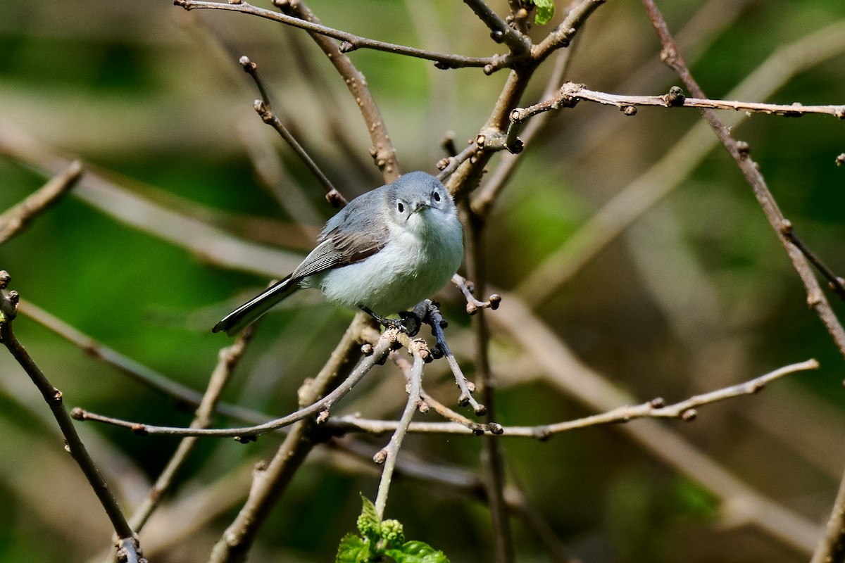 Gobemoucheron gris-bleu - ML618678826