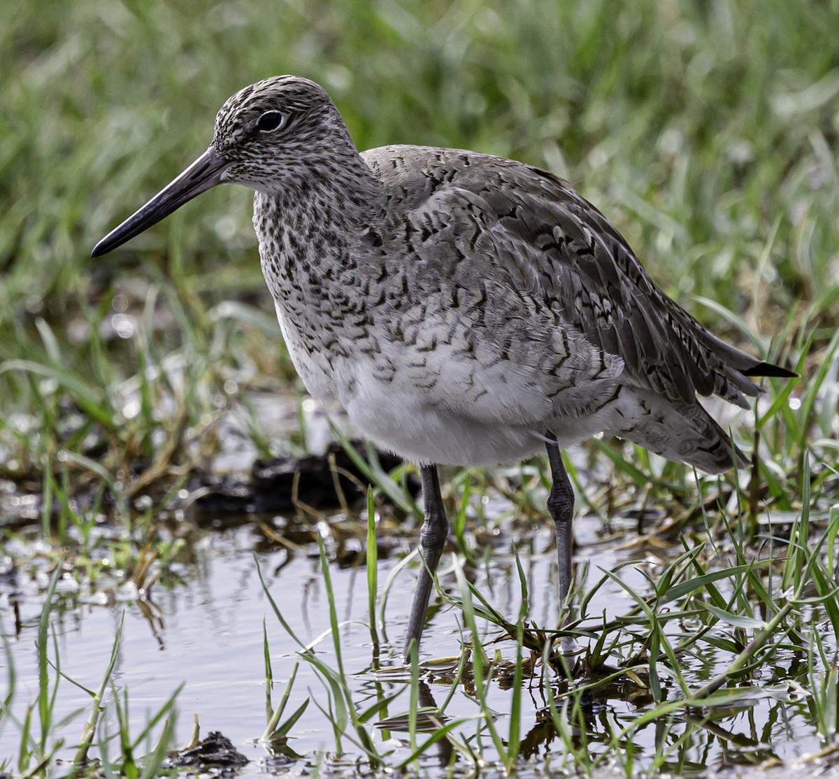 Willet (Eastern) - David Muth