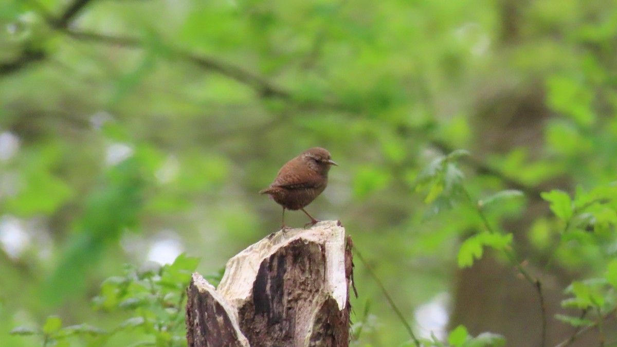 Eurasian Wren - Nicole  Rijsemus