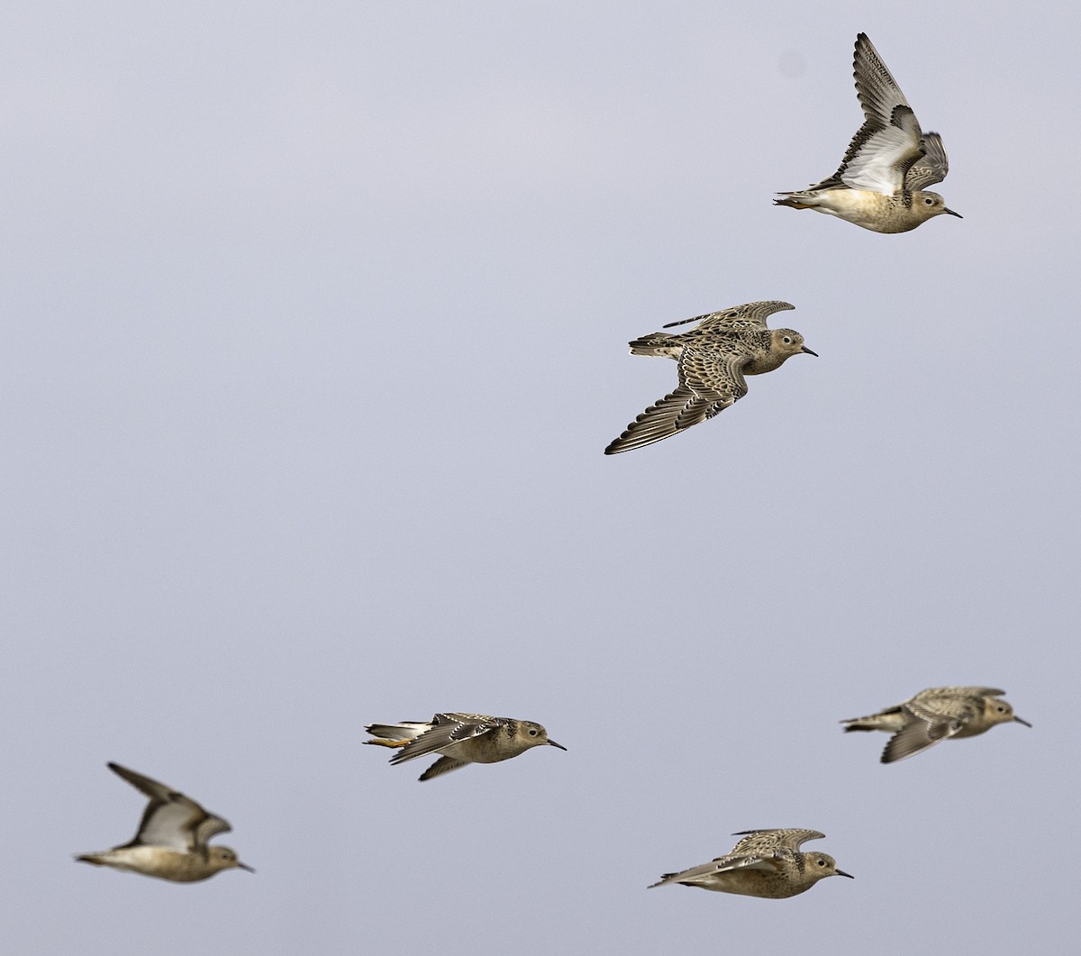 Buff-breasted Sandpiper - ML618678886