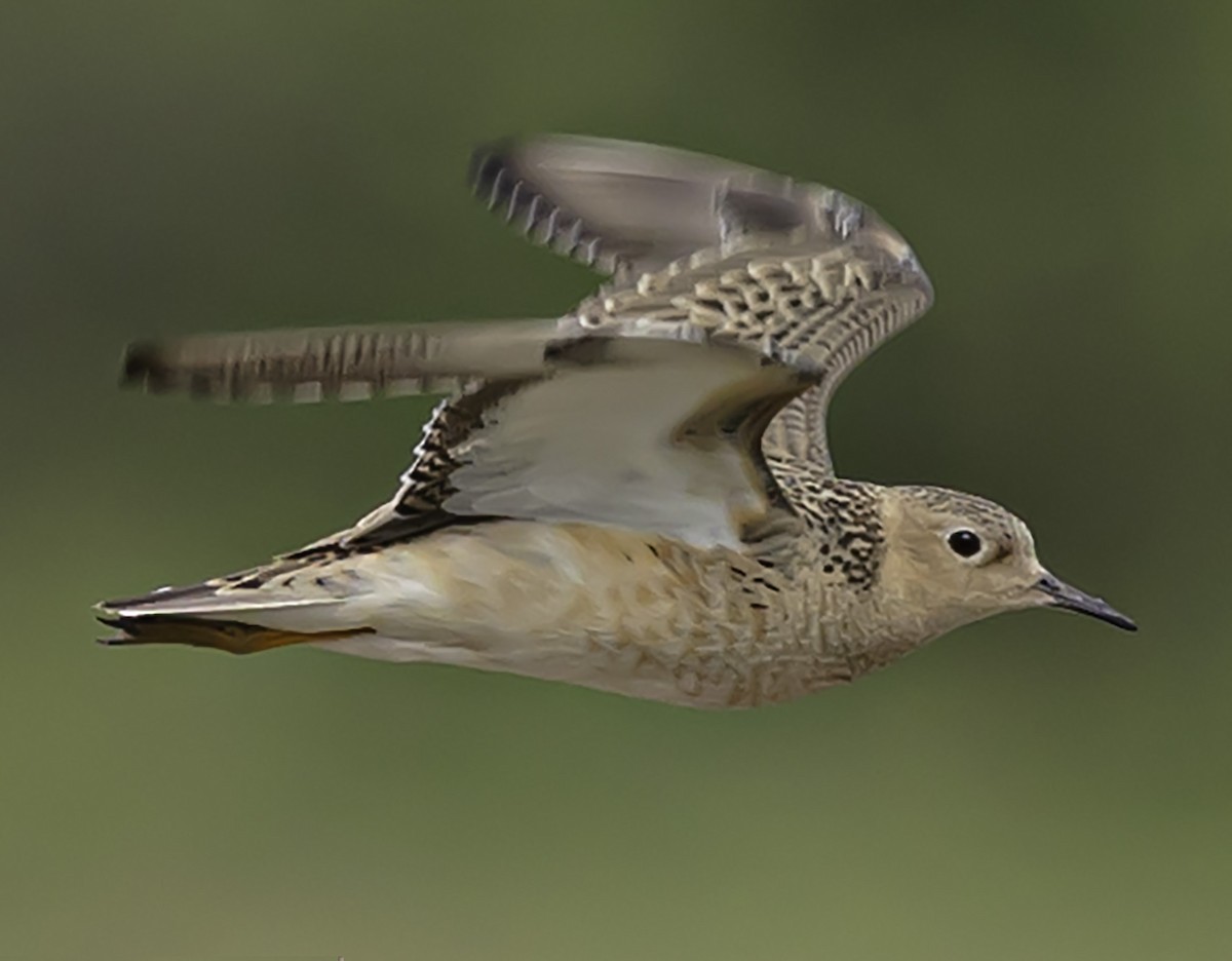 Buff-breasted Sandpiper - ML618678895