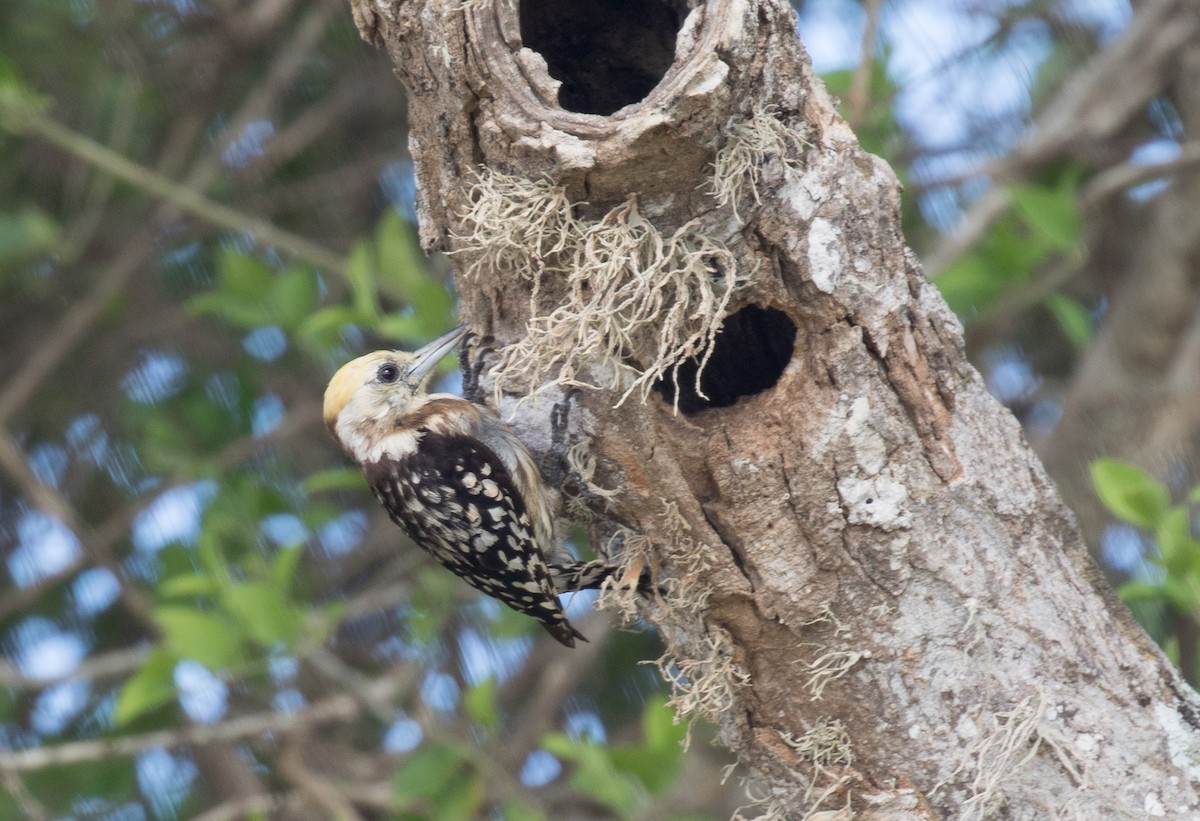 Yellow-crowned Woodpecker - ML61867891