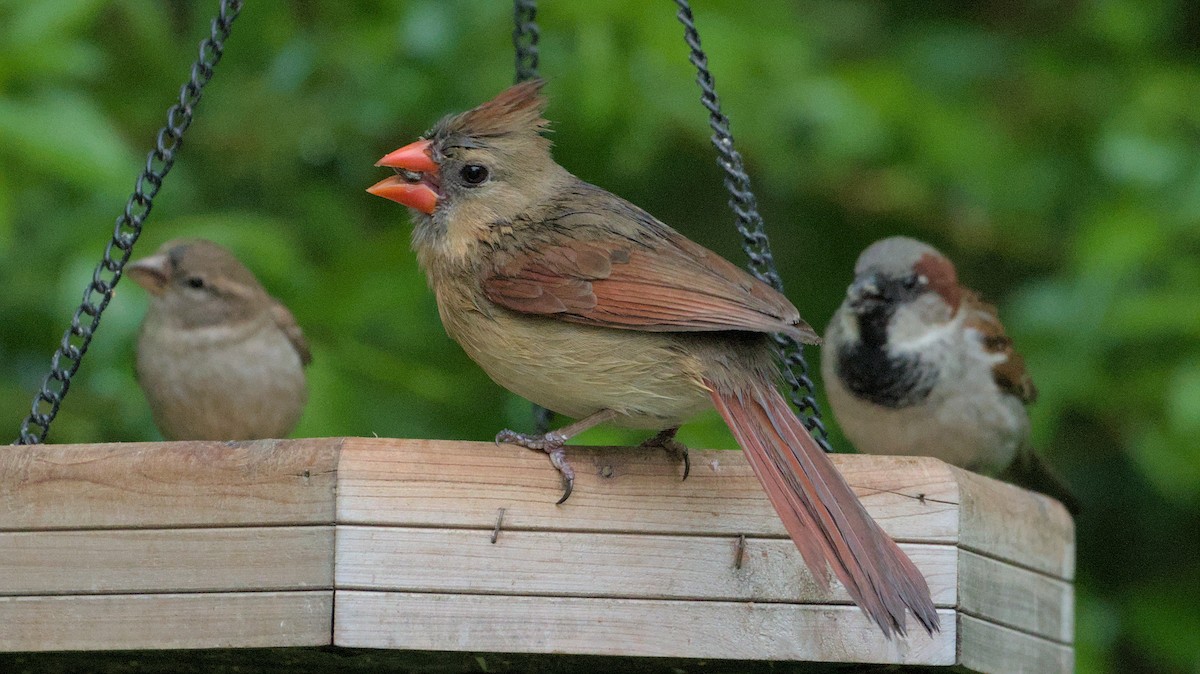 Northern Cardinal - Robert Howard