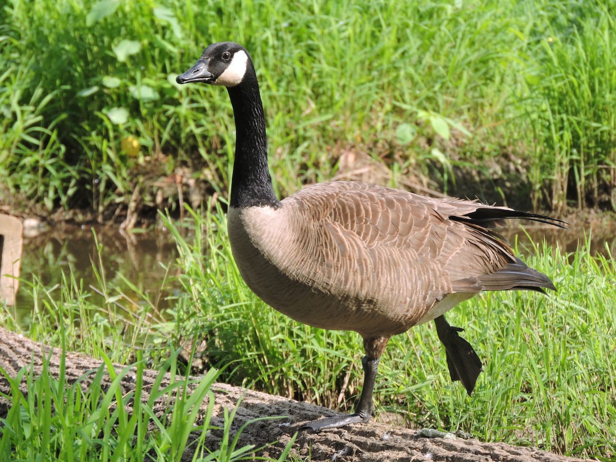 Canada Goose - ML618678921