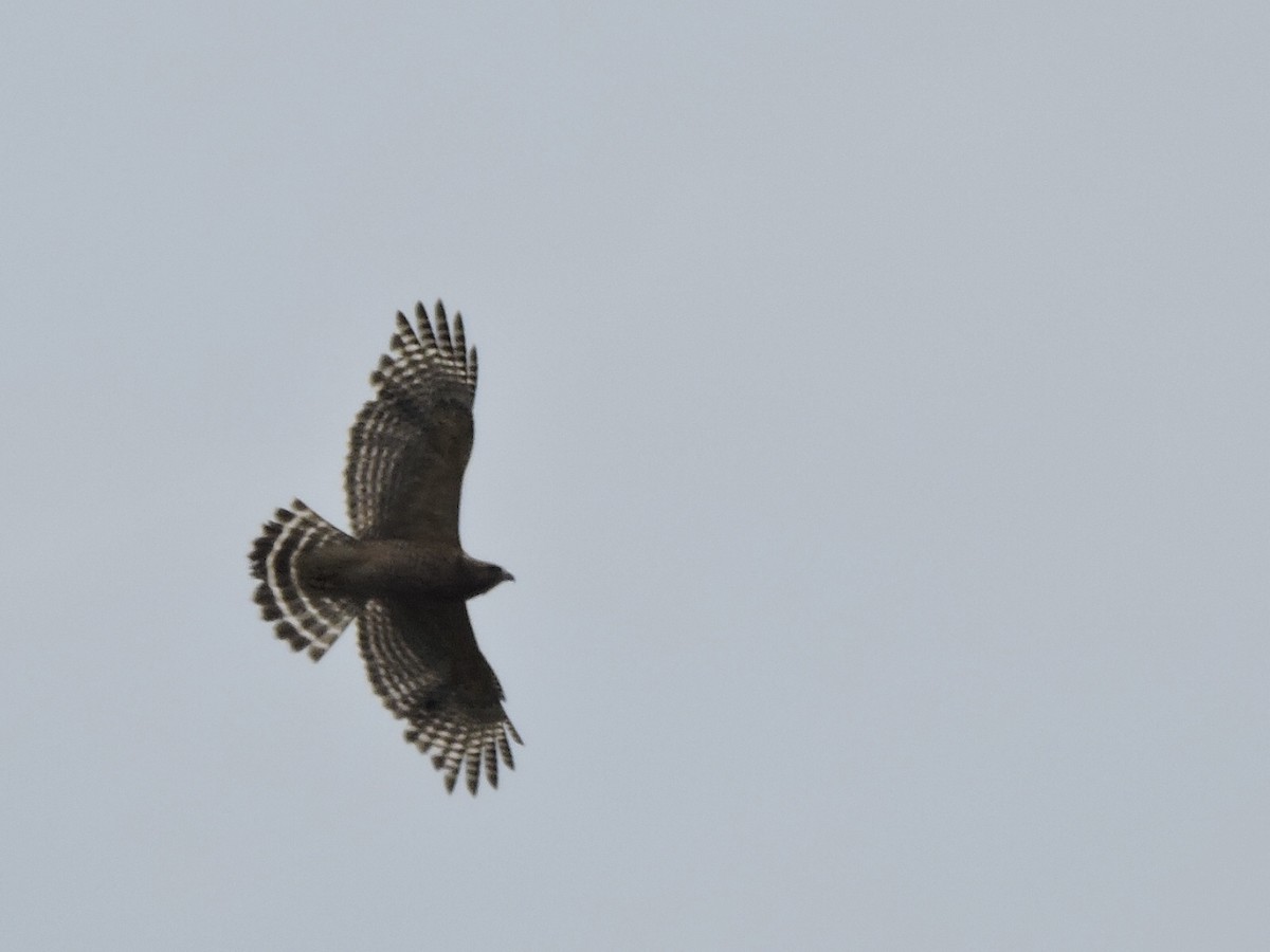 Red-shouldered Hawk - Seth Benoit