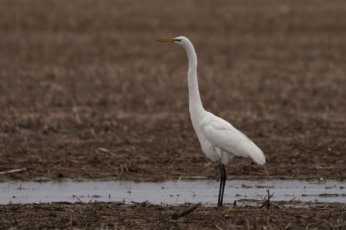 Great Egret - Réal Boulet 🦆