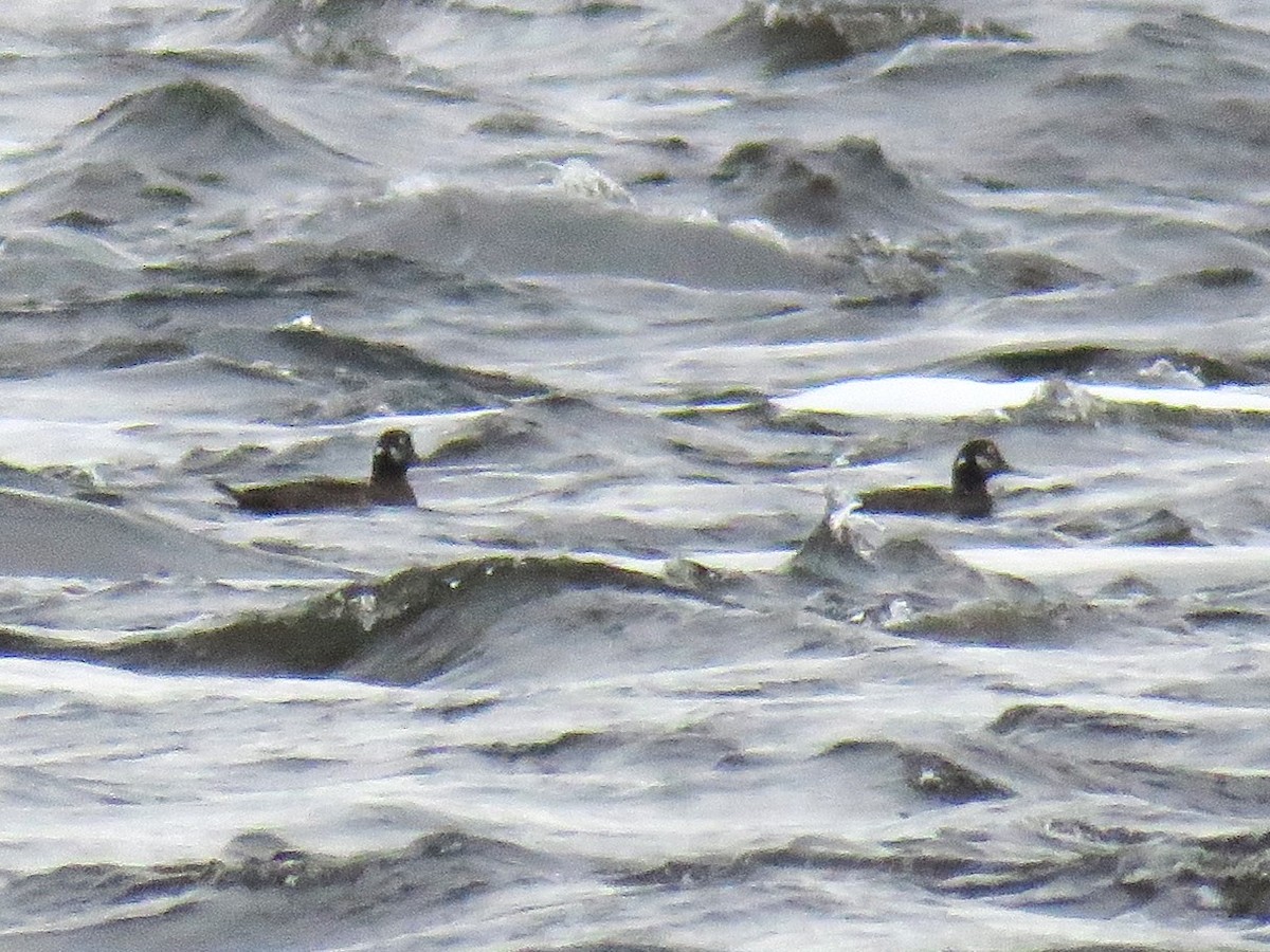 Harlequin Duck - ML618678961