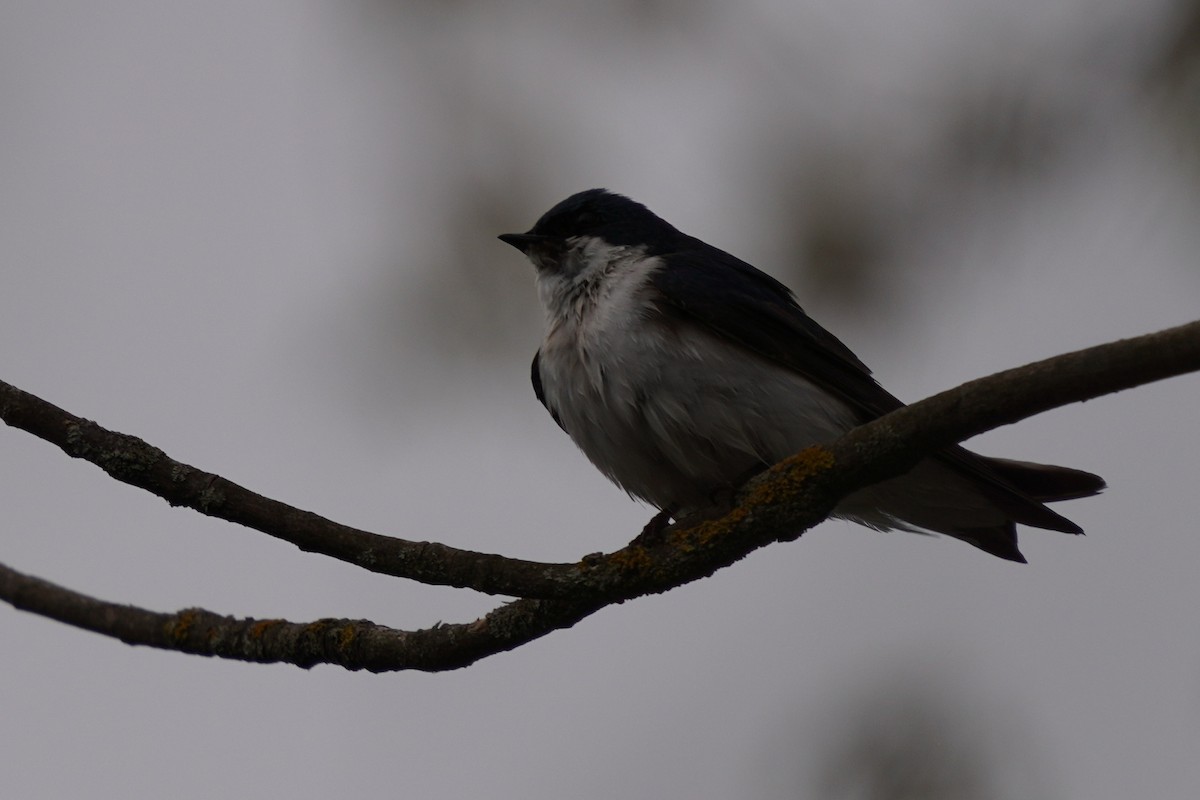 Tree Swallow - ML618678986