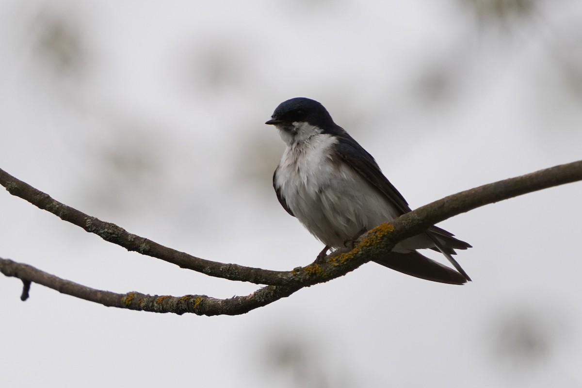 Tree Swallow - ML618678987