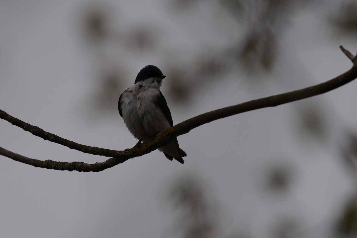 Tree Swallow - ML618678988