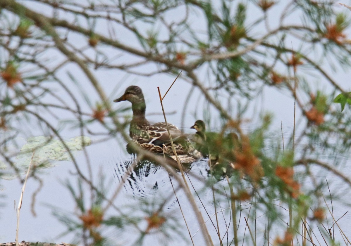 Mallard - Tom Nolan