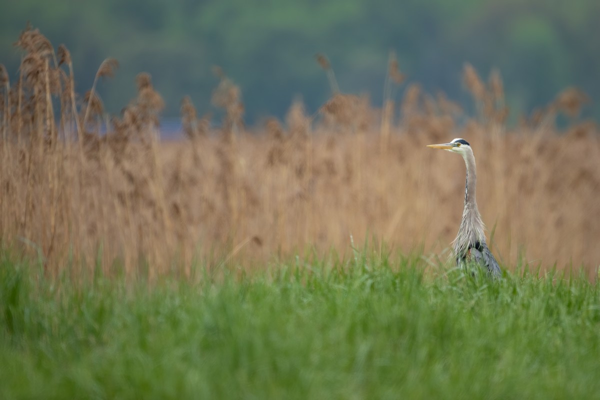 Great Blue Heron - Johnathan Mack