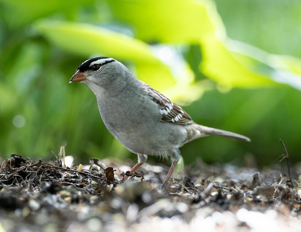 White-crowned Sparrow - Tom Younkin