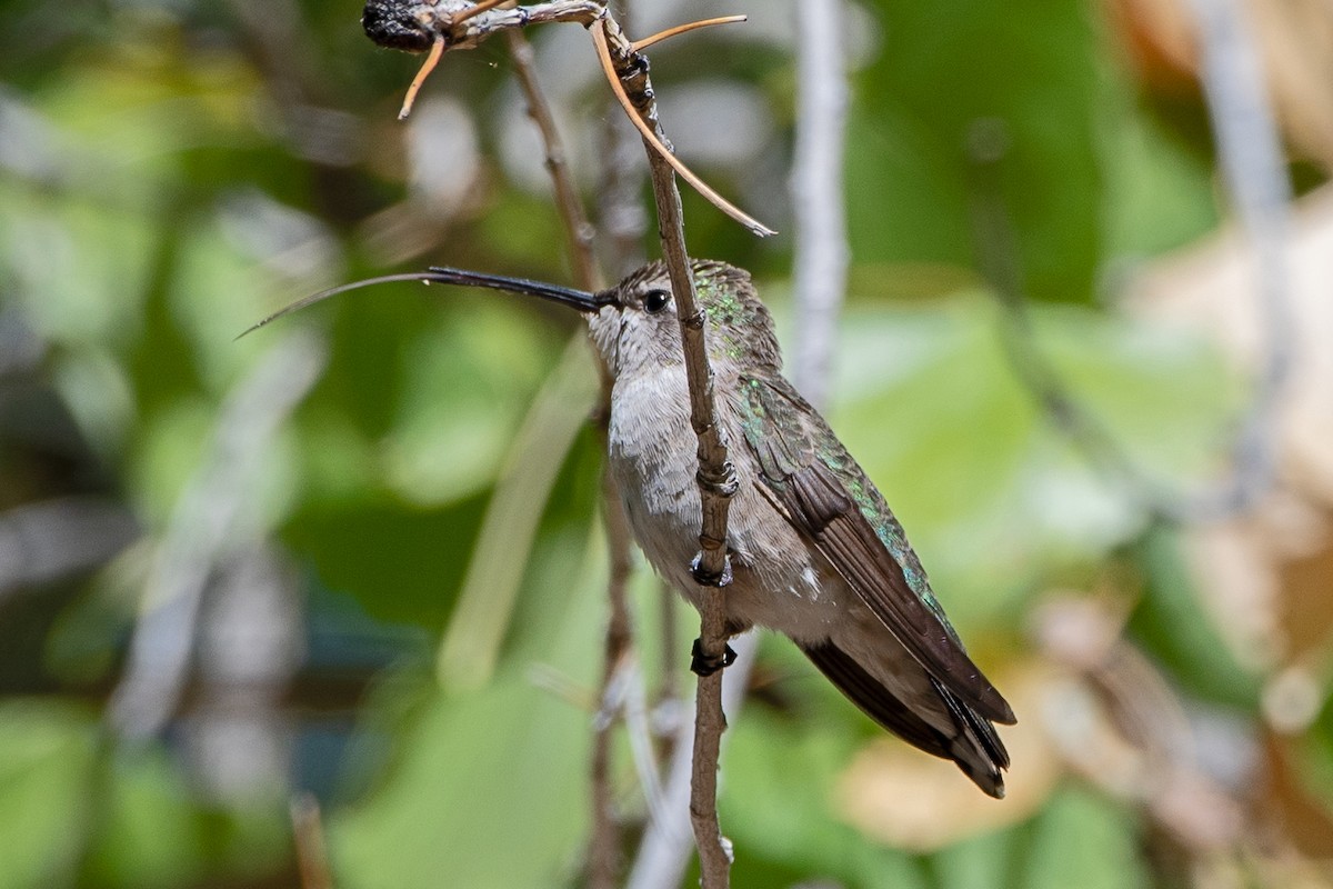 Colibri à gorge noire - ML618679072