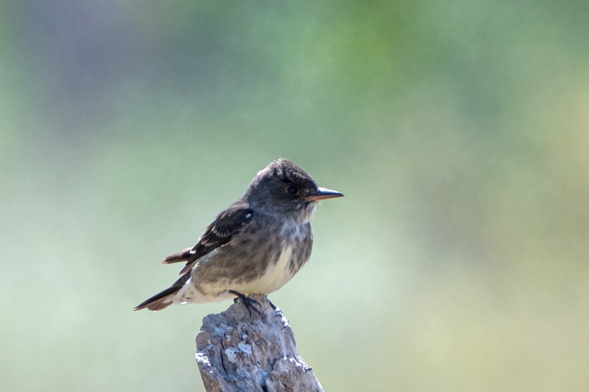 Olive-sided Flycatcher - ML618679102