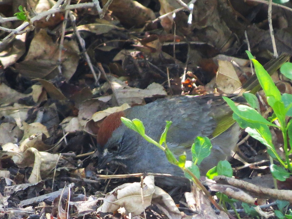 Green-tailed Towhee - Evan Carlson