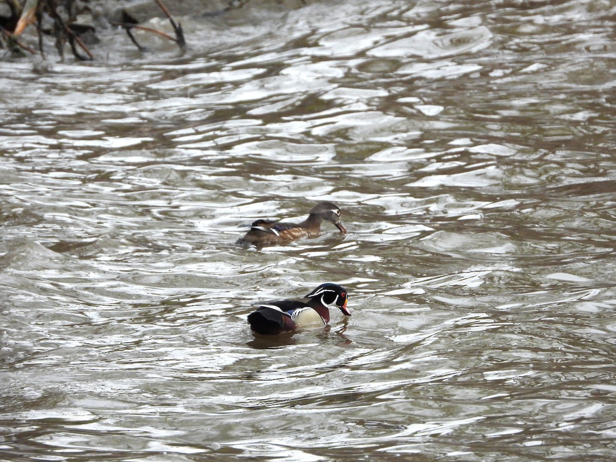 Wood Duck - Serge Benoit