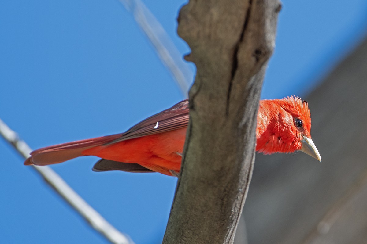 Summer Tanager - Nate Gowan