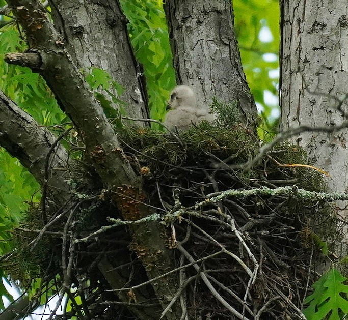 Red-shouldered Hawk - ML618679198