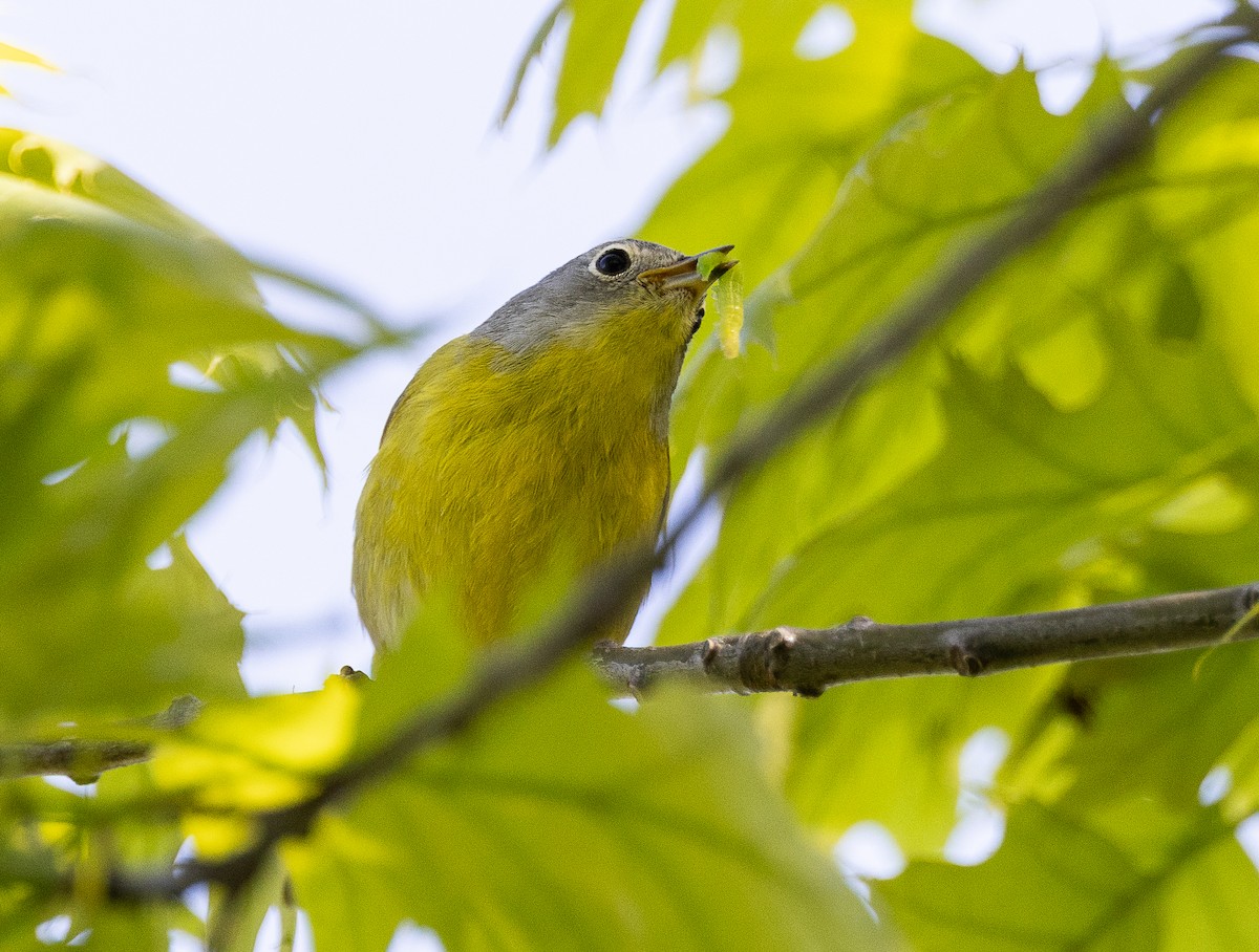 Nashville Warbler - Tom Younkin