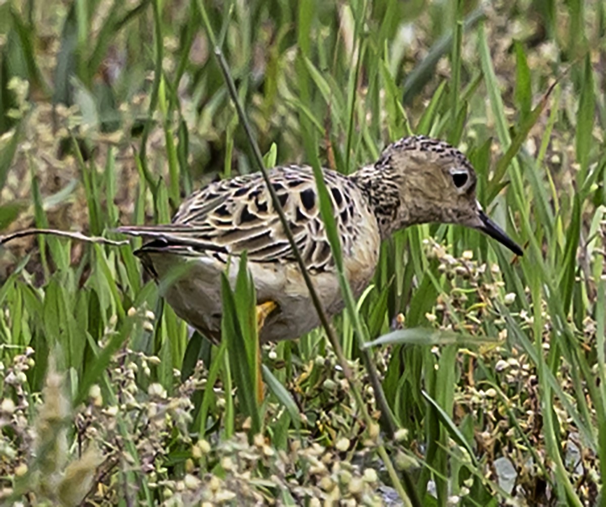 Buff-breasted Sandpiper - ML618679213