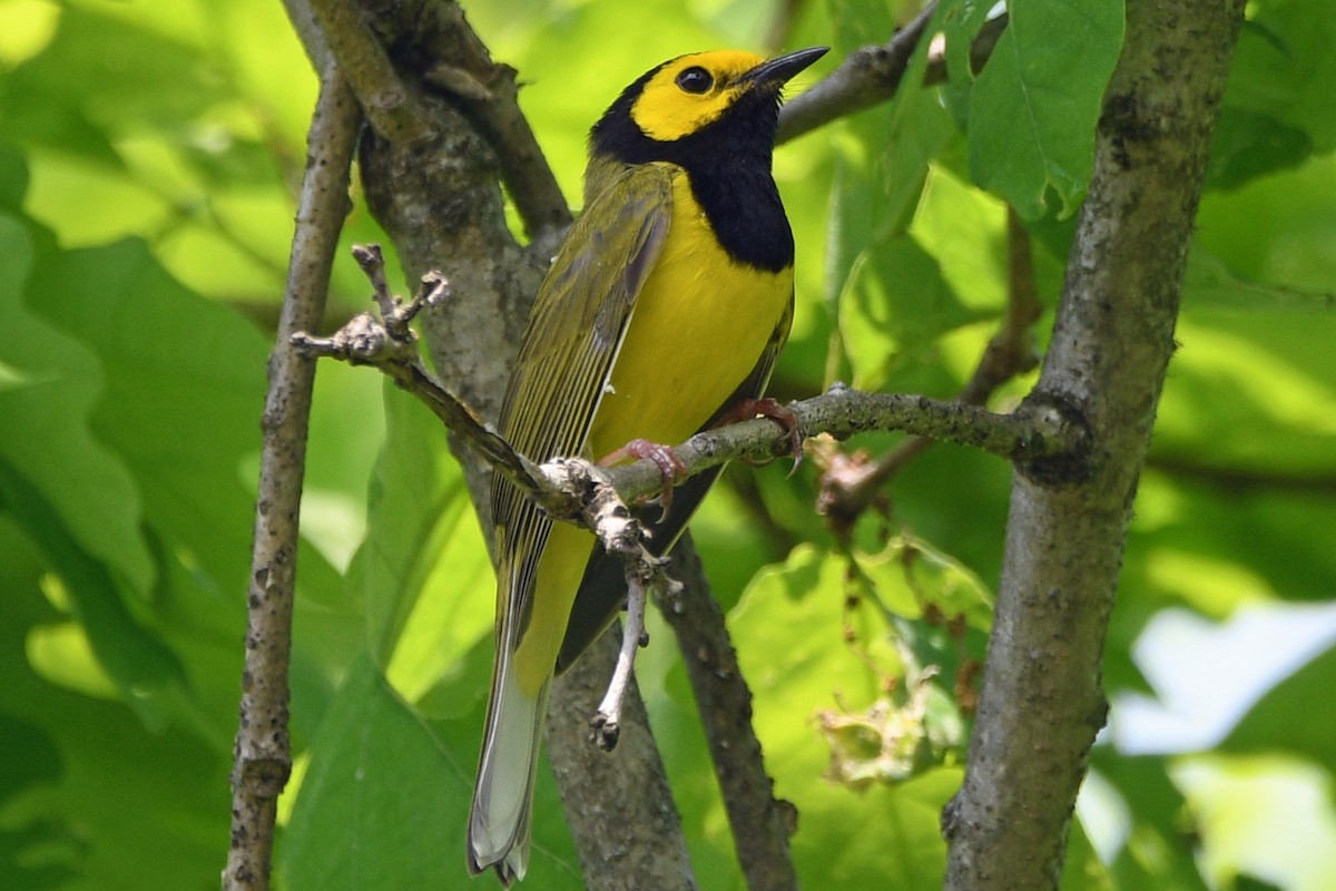 Hooded Warbler - ML618679218