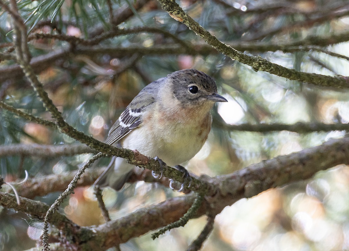 Bay-breasted Warbler - Tom Younkin