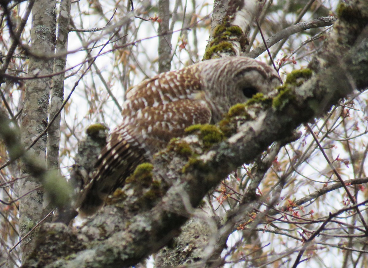 Barred Owl - ML618679254