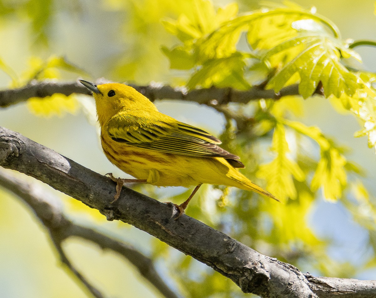 Yellow Warbler - Tom Younkin