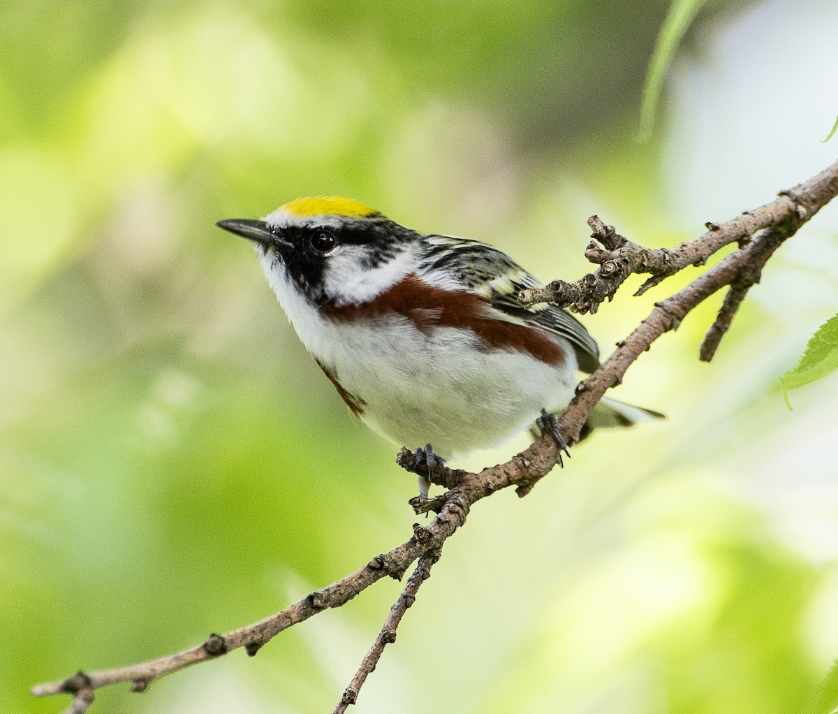 Chestnut-sided Warbler - Tom Younkin