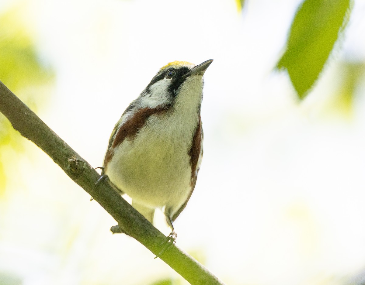 Chestnut-sided Warbler - Tom Younkin