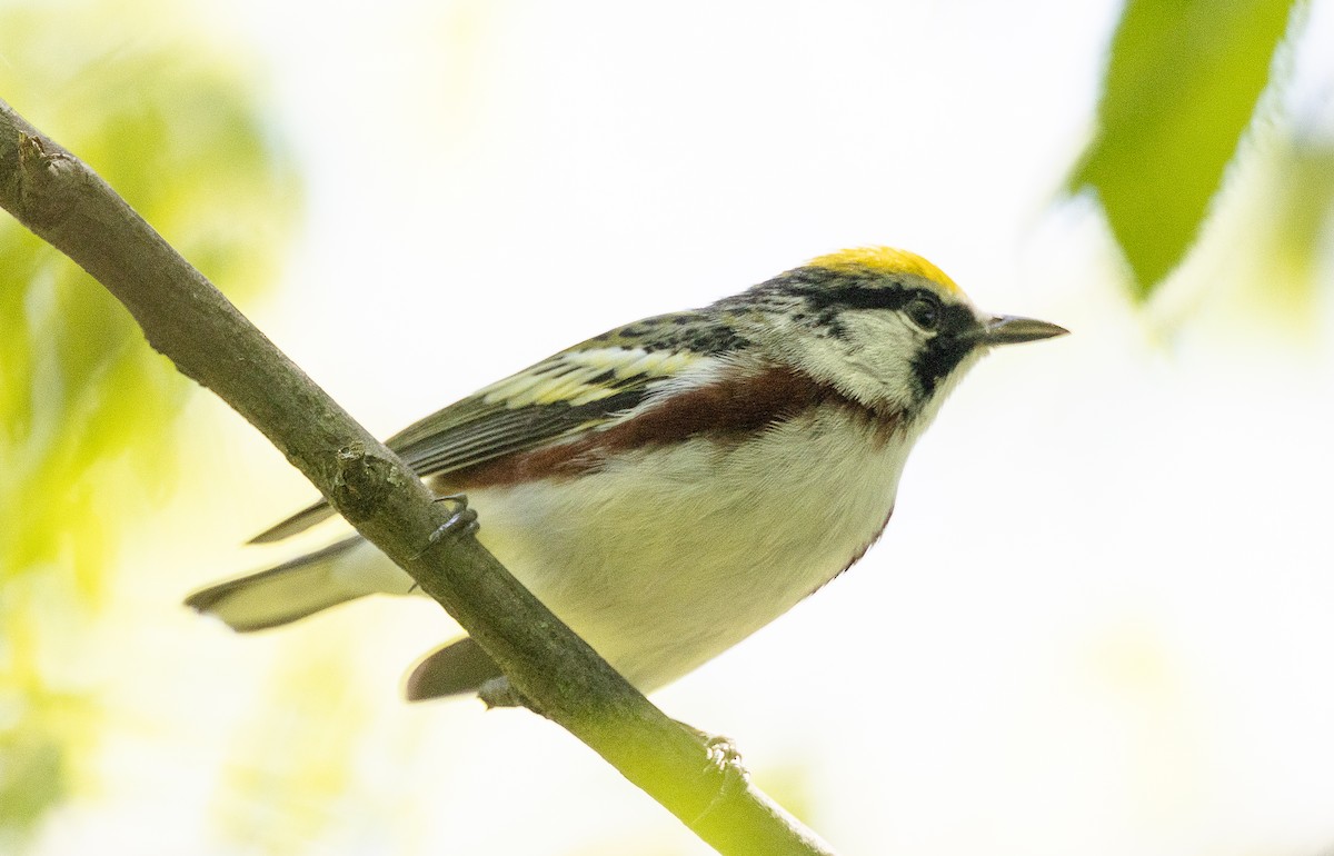 Chestnut-sided Warbler - Tom Younkin