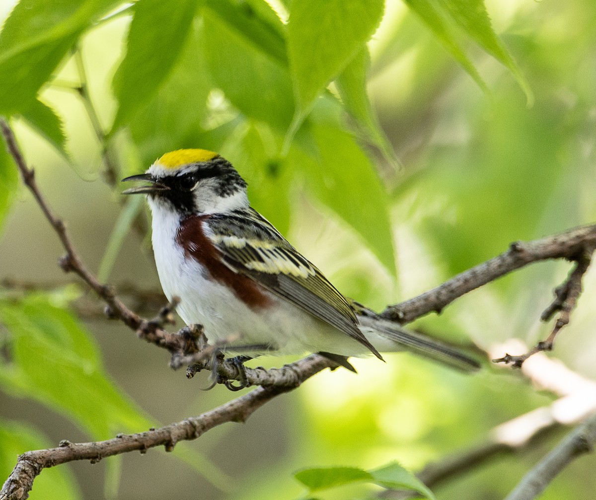 Chestnut-sided Warbler - Tom Younkin