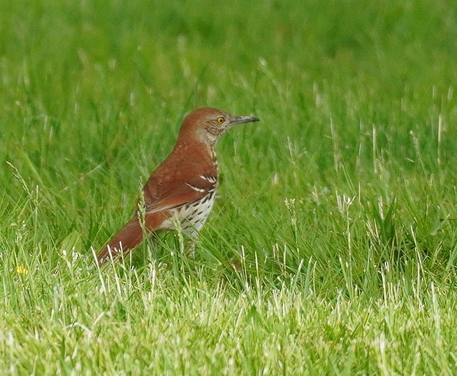 Brown Thrasher - Karin Isett