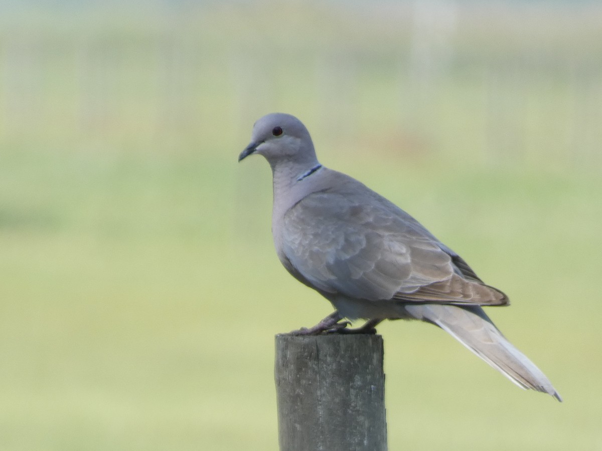 Eurasian Collared-Dove - Jayden Schirle