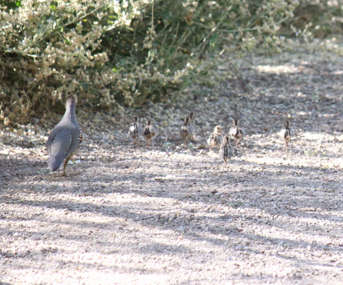 Gambel's Quail - Larry Bennett