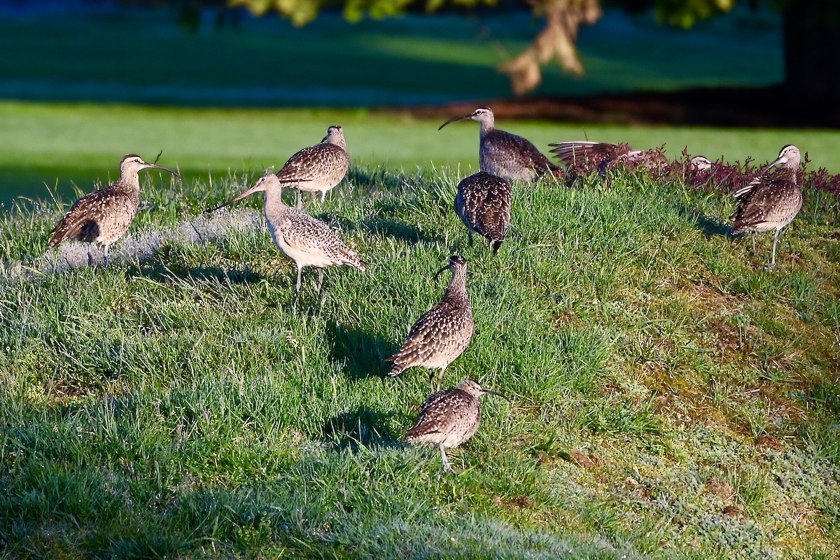 Marbled Godwit - Geoffrey Newell