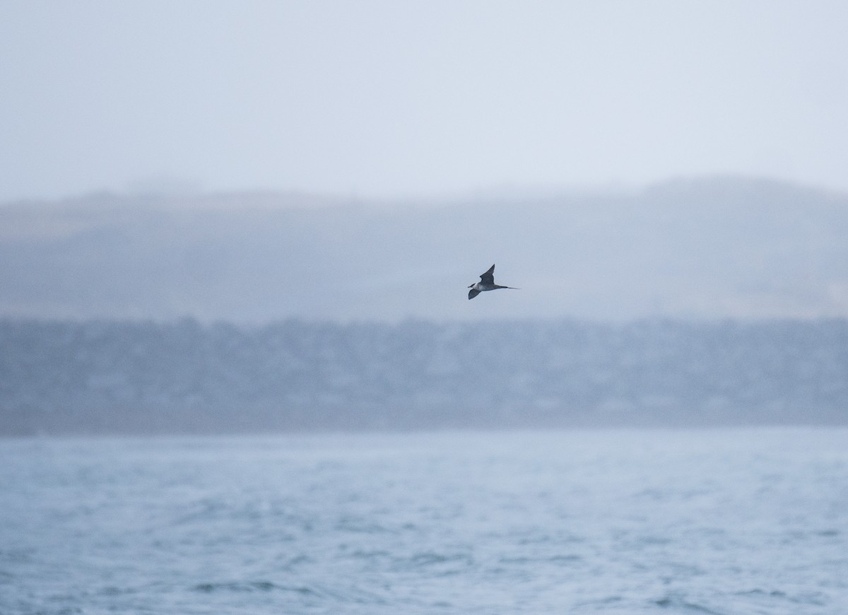 Long-tailed Jaeger - ML618679350