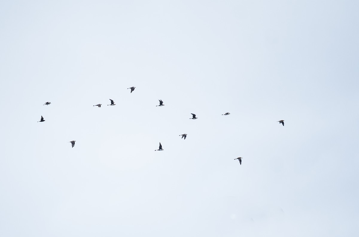 中賊鷗 - ML618679355