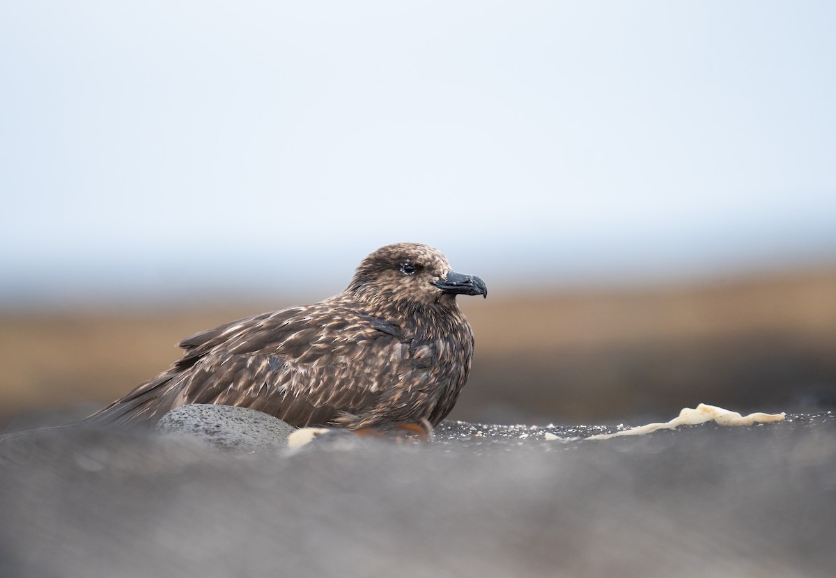 chaluha velká - ML618679363