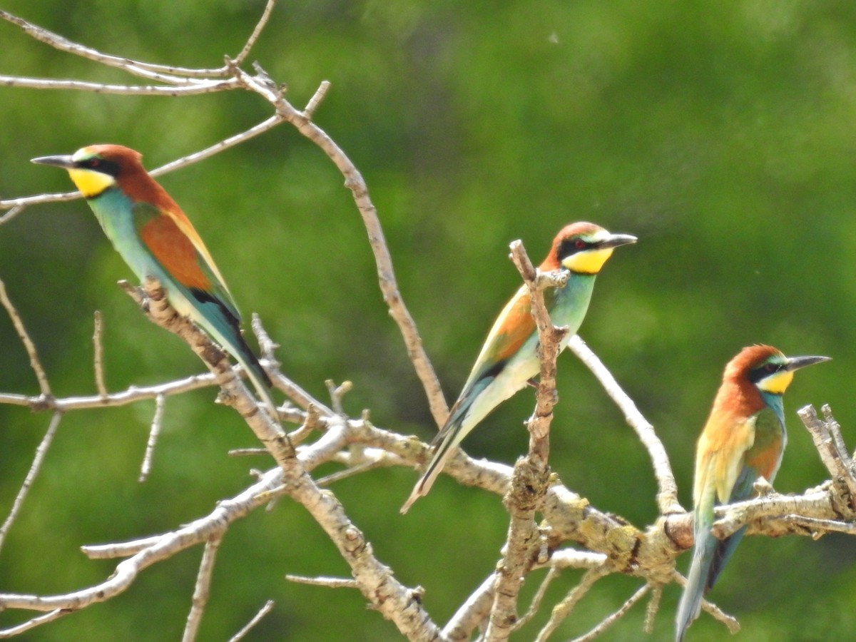 European Bee-eater - ML618679375