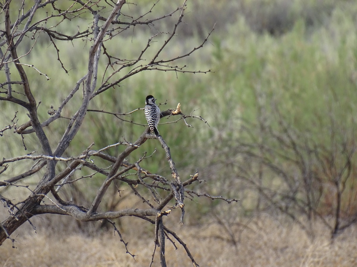 Ladder-backed Woodpecker - ML618679382