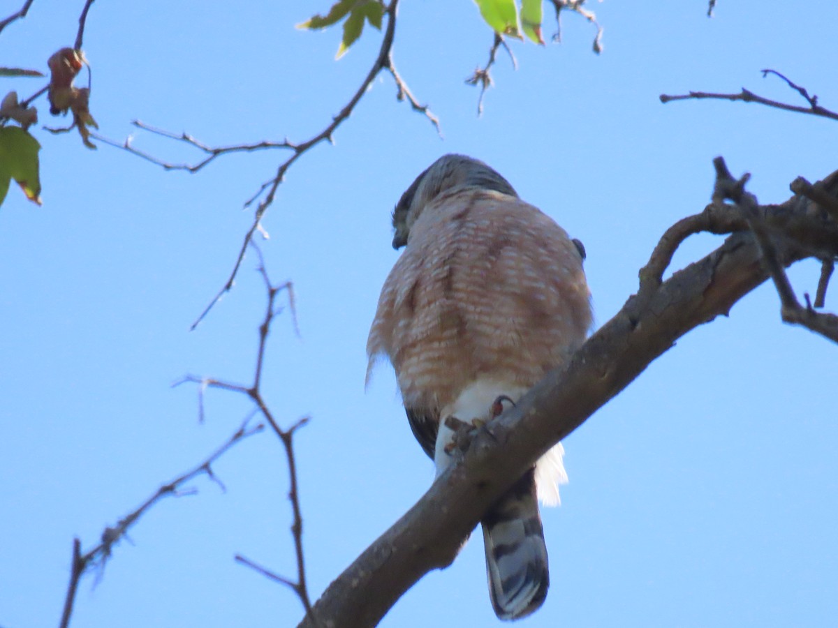 Cooper's Hawk - Edie Shaw