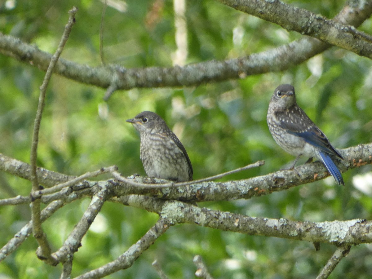 Eastern Bluebird - ML618679419