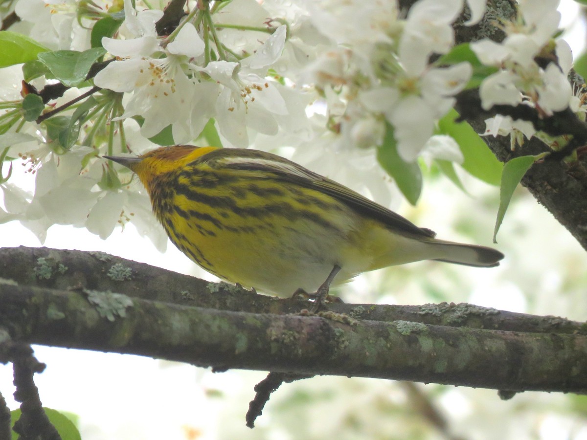 Cape May Warbler - Jim Mead