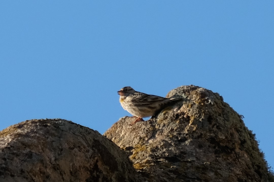 Rock Sparrow - ML618679474