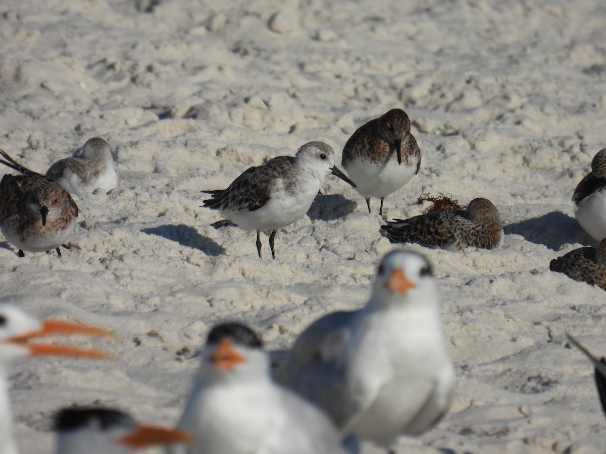 Bécasseau sanderling - ML618679486